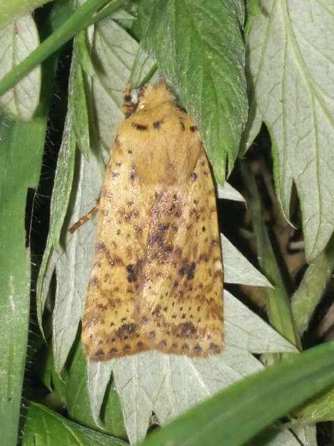 Conistra rubiginea - vörös őszibagoly
