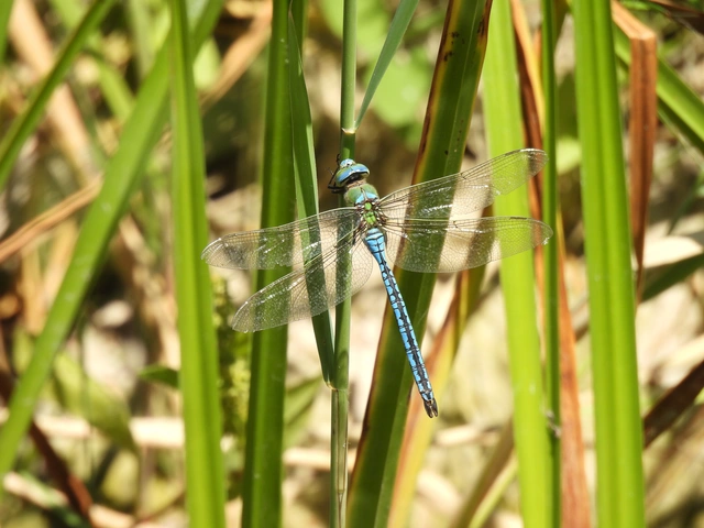Anax imperator - zöld óriásacsa