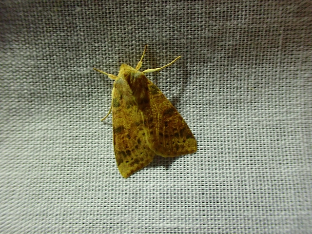 Cirrhia ocellaris - fakó sárgabagoly