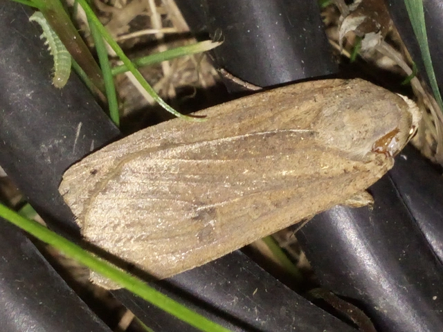 Noctua pronuba - nagy sárgafűbagoly