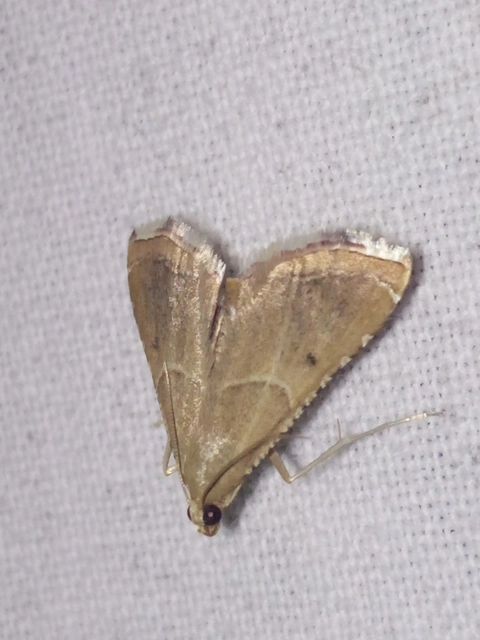 Endotricha flammealis - tüzesszárnyú fényilonca