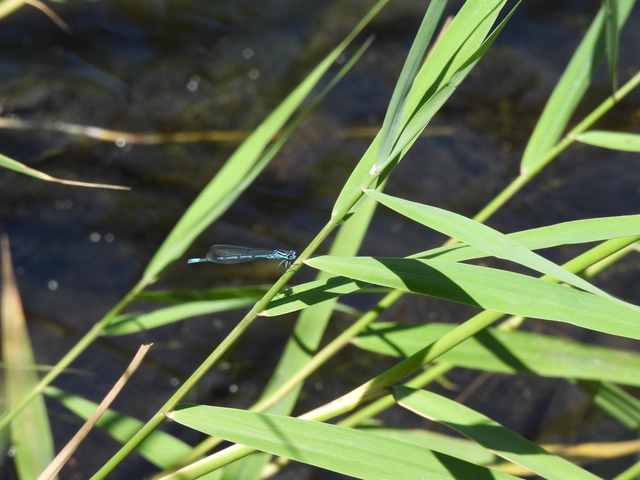 Coenagrion puella - azúrkék légivadász
