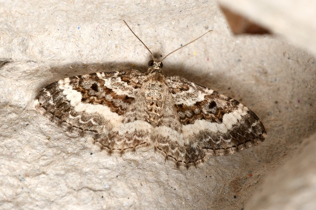 Epirrhoe alternata - galaj-tarkaaraszoló