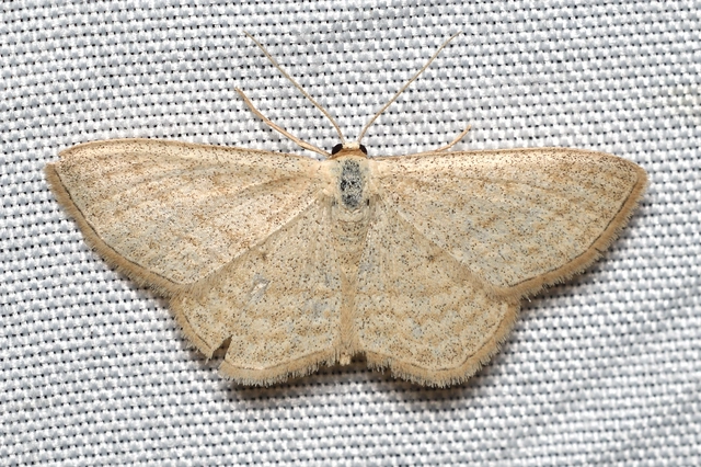 Scopula virgulata - vesszős sávosaraszoló