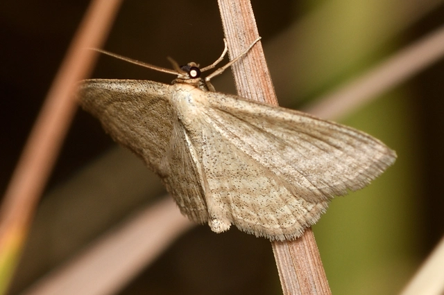 Scopula virgulata - vesszős sávosaraszoló