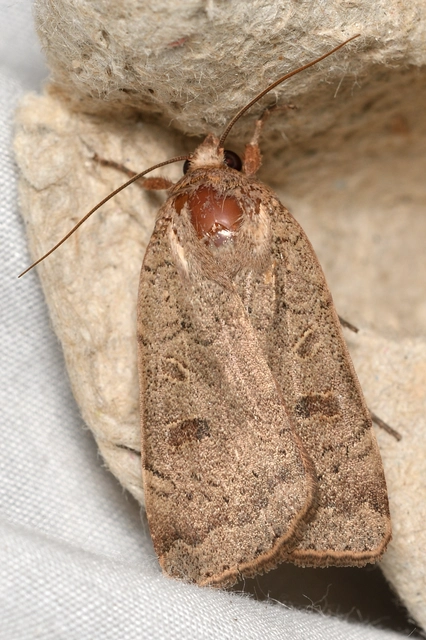 Noctua comes - kis sárgafűbagoly