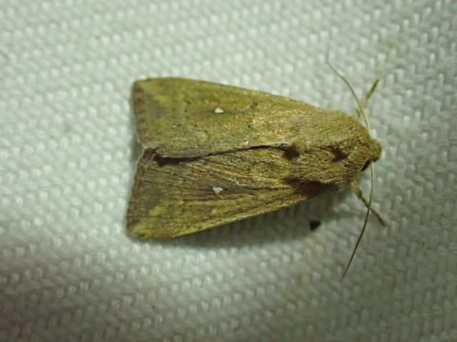 Mythimna albipuncta - fehérpettyes rétibagoly