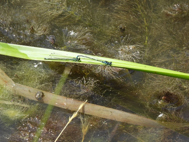 Coenagrion pulchellum - karcsú légivadász