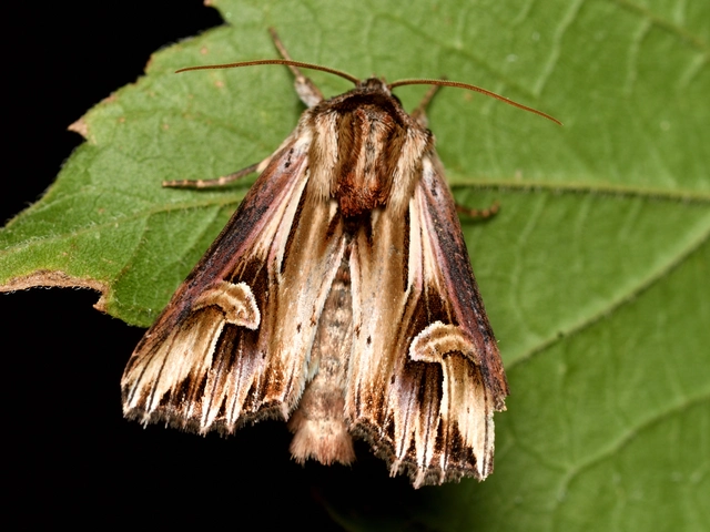 Actinotia polyodon - nagy sugarasbagoly