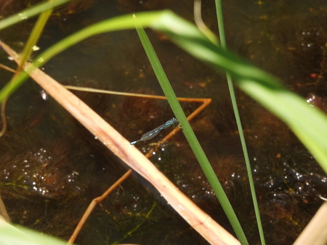Coenagrion scitulum - mediterrán légivadász