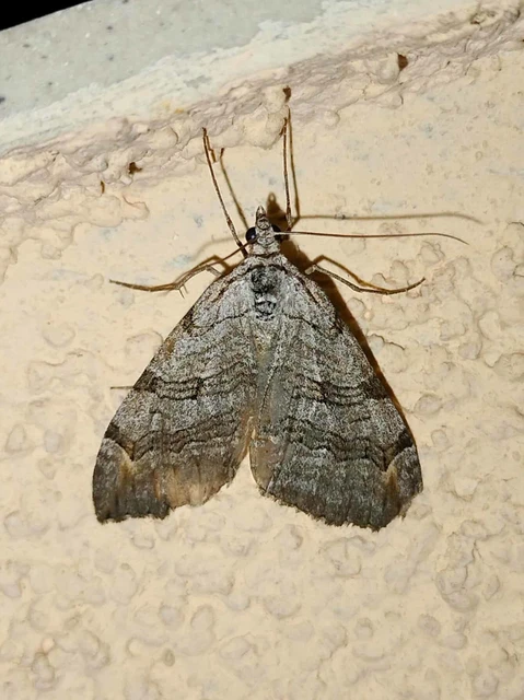 Aplocera efformata/plagiata