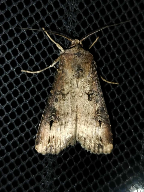 Agrotis ipsilon - nagy földibagoly