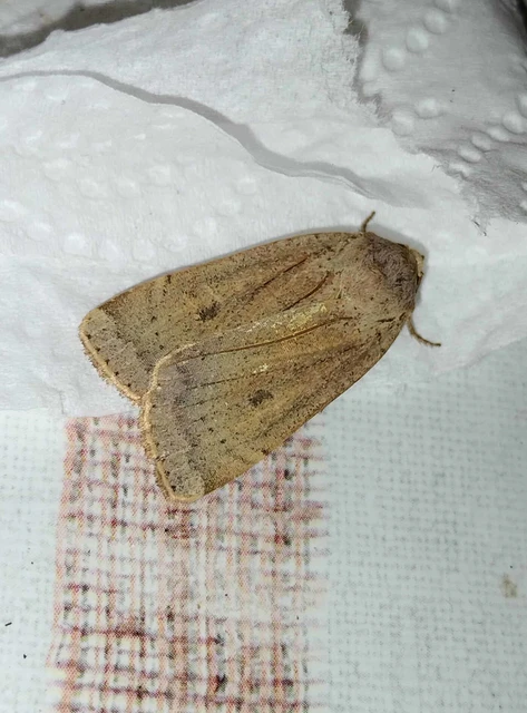 Noctua comes - kis sárgafűbagoly