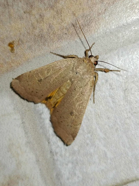 Noctua comes - kis sárgafűbagoly
