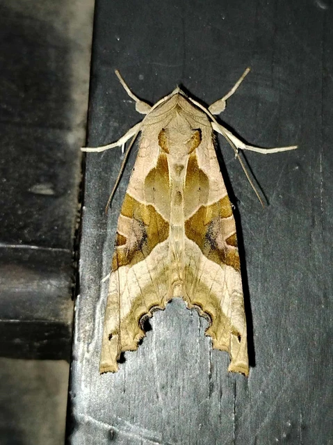Phlogophora meticulosa - vándorló csipkésbagoly