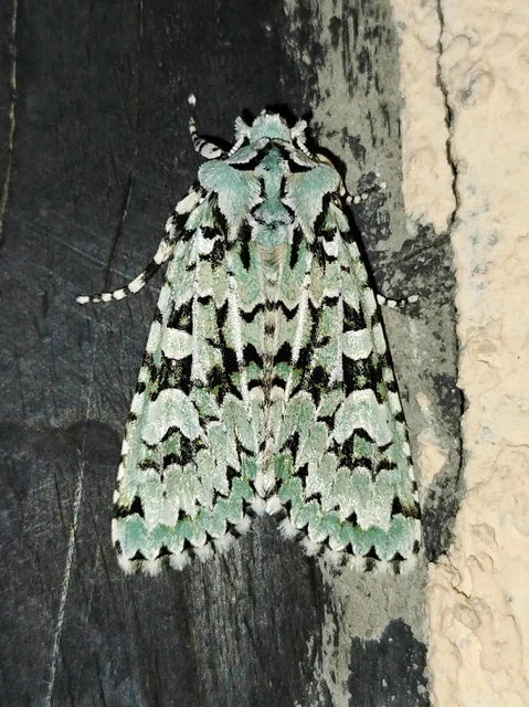 Griposia aprilina - őszi zöldbagoly