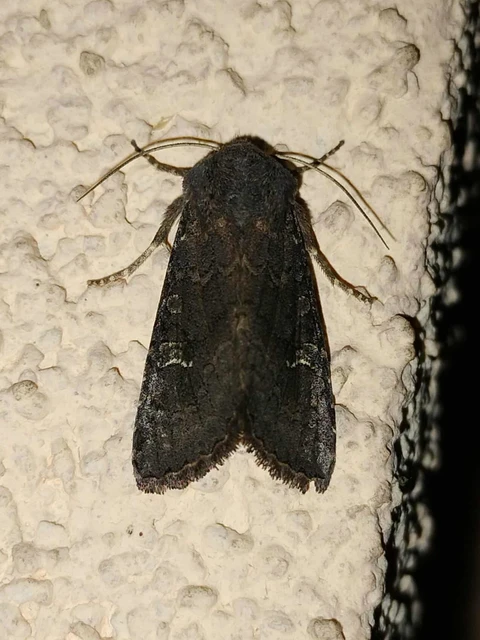 Aporophyla lutulenta - sziki őszibagoly