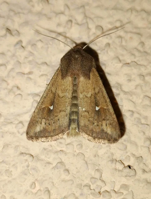 Mythimna albipuncta - fehérpettyes rétibagoly
