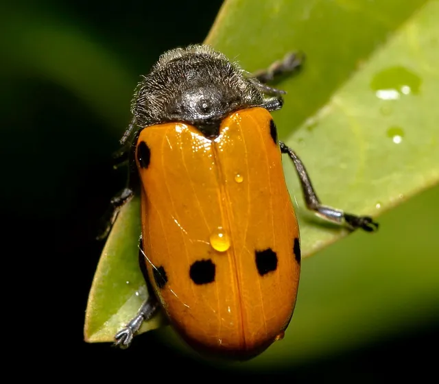 Lachnaia sexpunctata - szőrösnyakú zsákhordóbogár