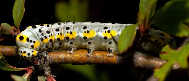 Diloba caeruleocephala - őszi kékesbagoly