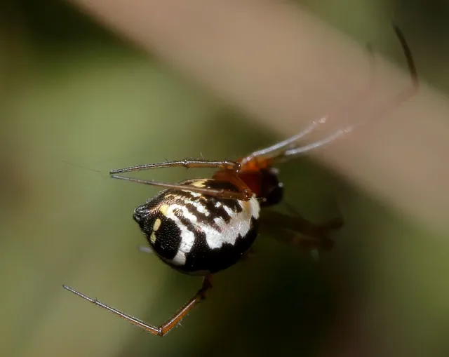 Frontinellina frutetorum - bokor vitorláspók