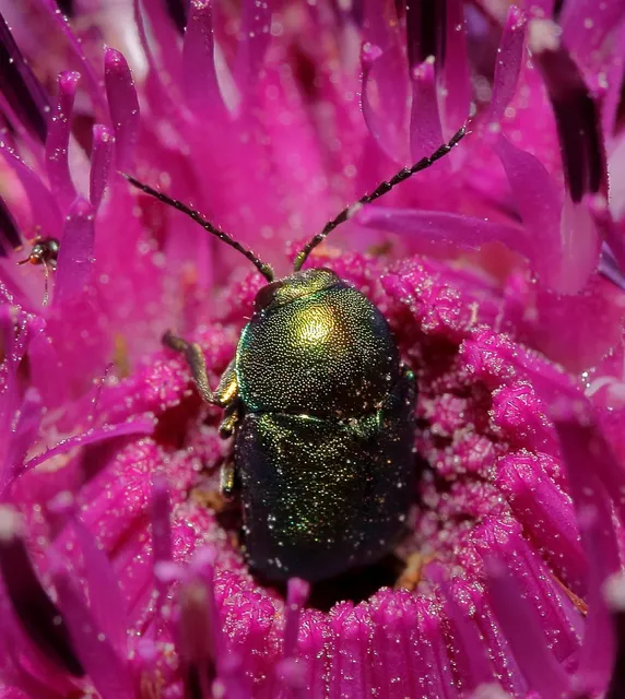 Cryptocephalus