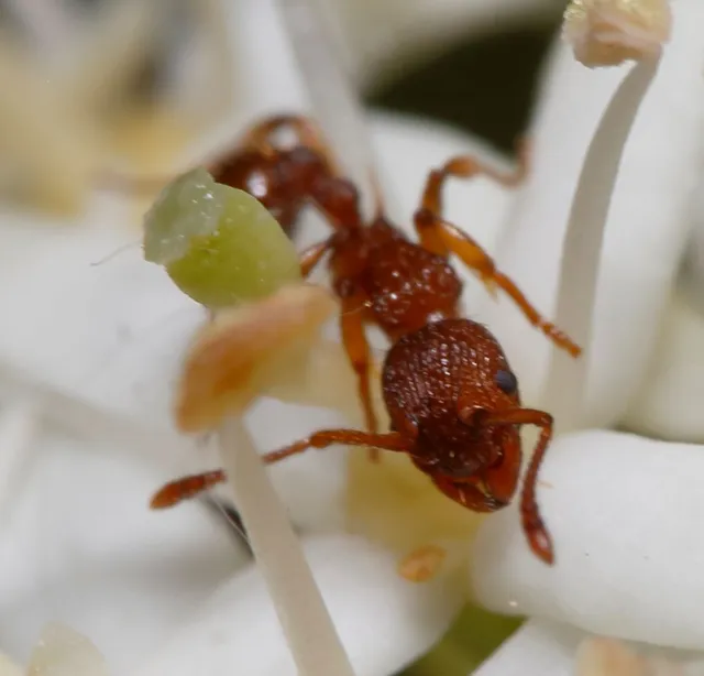 Myrmica sabuleti - gyakori bütyköshangya
