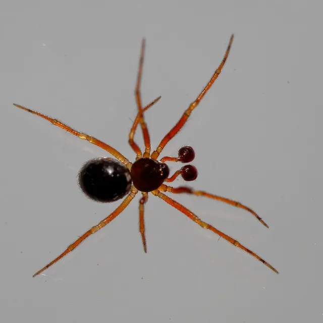 Sardinidion blackwalli