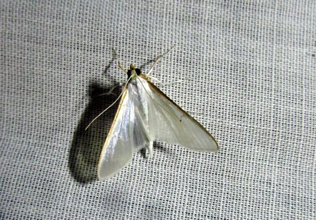 Palpita vitrealis - hófehér tűzmoly