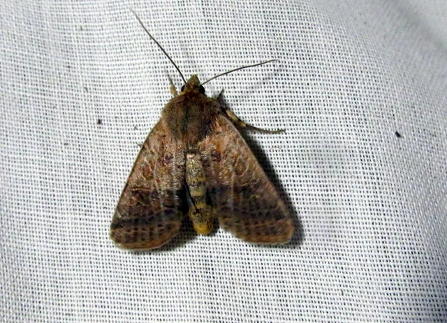 Anchoscelis nitida - rozsdabarna őszibagoly