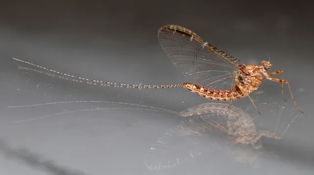 Cloeon dipterum - elevenszülő kérész