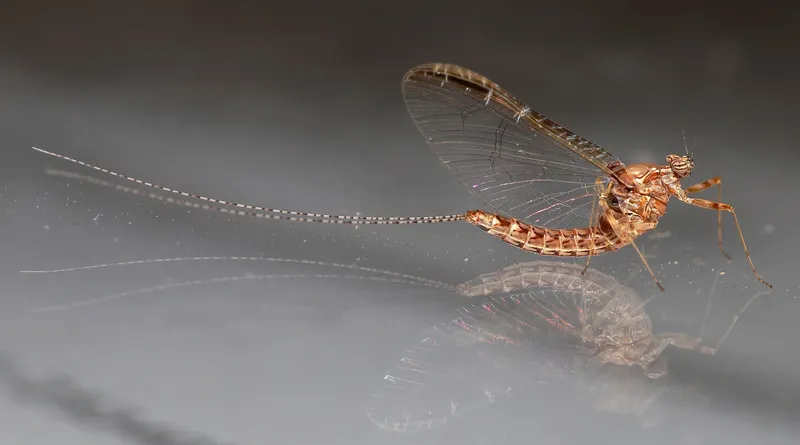 Cloeon dipterum - elevenszülő kérész