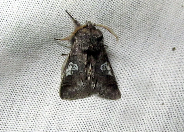 Diloba caeruleocephala - őszi kékesbagoly