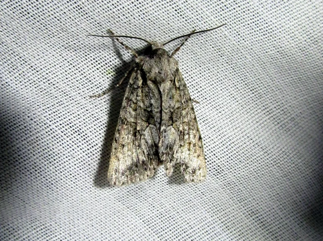 Dryobotodes monochroma - szürke tölgybagoly