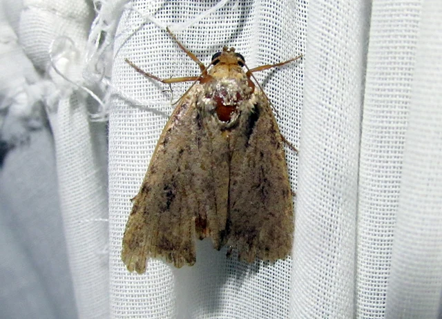 Amphipyra berbera/pyramidea