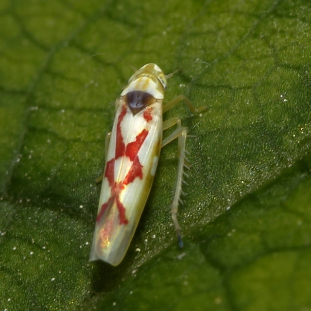 Zygina