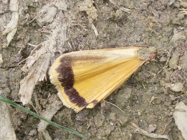 Noctua pronuba - nagy sárgafűbagoly
