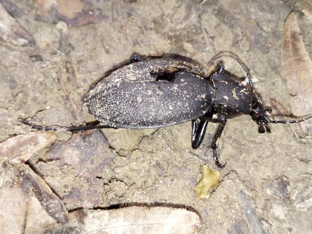 Carabus coriaceus - bőrfutrinka Carabus coriaceus - bőrfutrinka
