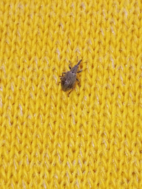 Trichopterapion holosericeum - gyertyánmag-cickányormányos Trichopterapion holosericeum - gyertyánmag-cickányormányos