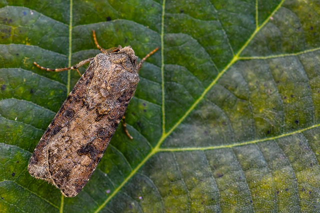 Agrotis segetum - vetési földibagoly