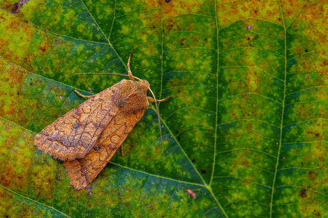 Sunira circellaris - okkersárga őszibagoly Sunira circellaris - okkersárga őszibagoly