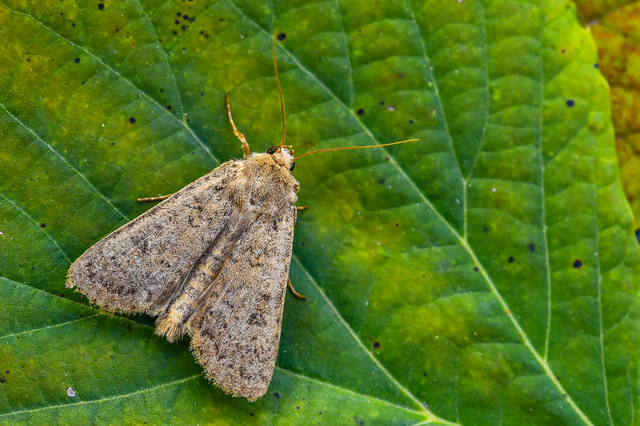 Rhyacia simulans - hamvas földibagoly