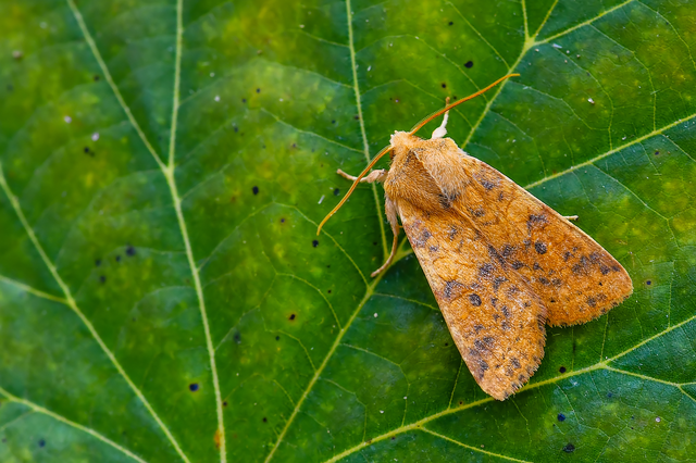 Cirrhia gilvago - foltos sárgabagoly