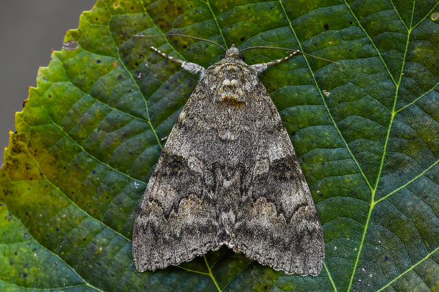 Catocala nupta - piros övesbagoly