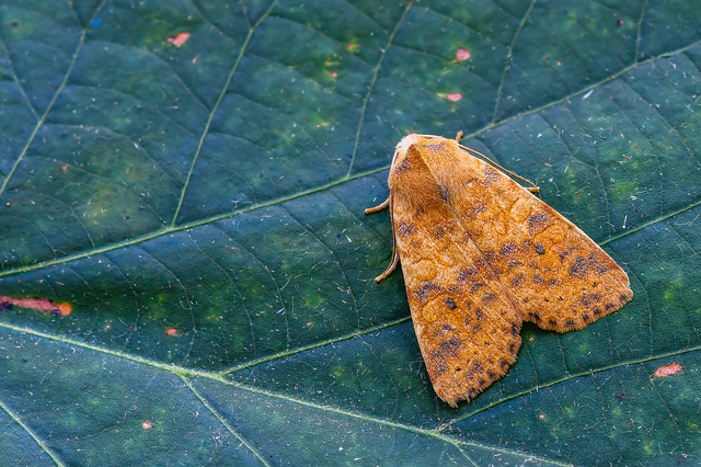 Cirrhia gilvago - foltos sárgabagoly