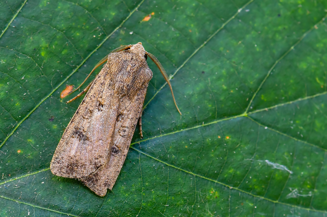 Agrotis segetum - vetési földibagoly
