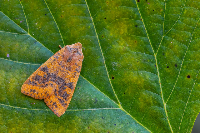 Cirrhia gilvago/ocellaris