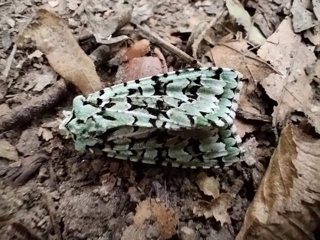 Griposia aprilina - őszi zöldbagoly