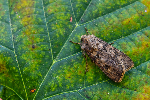 Agrotis segetum - vetési földibagoly