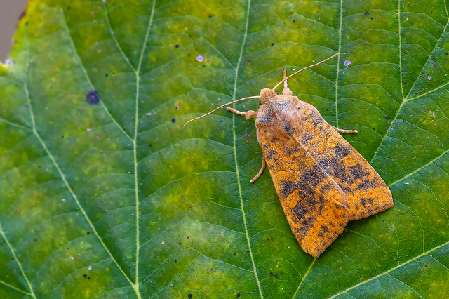 Cirrhia gilvago/ocellaris